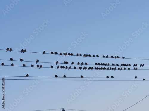a flock of crested waxwings sit on electrical wires in winter