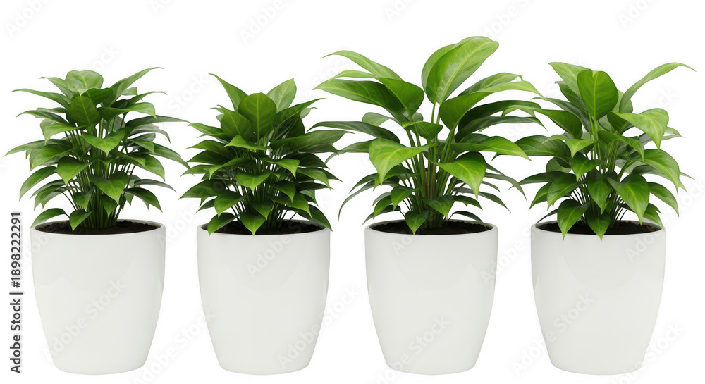 Fototapeta premium Four potted plants in white pots isolated on transparent background