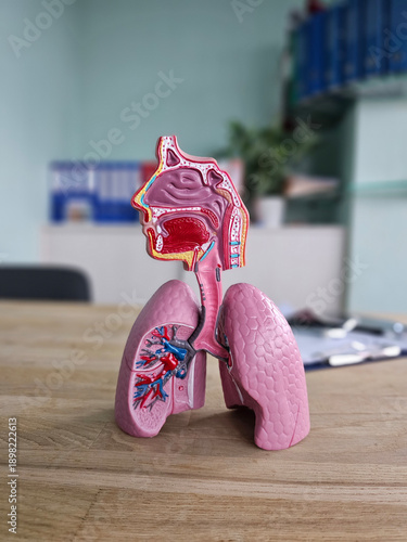 Wallpaper Mural Detailed model of human lungs and respiratory system placed on a wooden table Torontodigital.ca