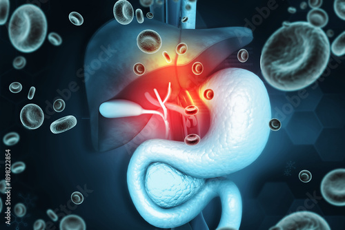 Human digestive system including the stomach, liver, and intestines.