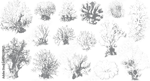 Collection of grey coral with detailed textures and branching structures on a white background ocean