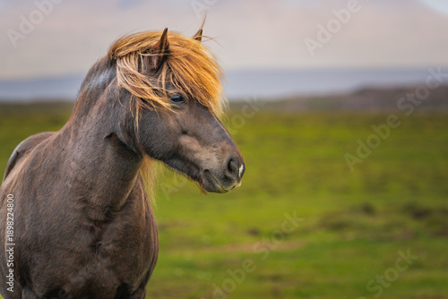 Icelandic horse in the meadow