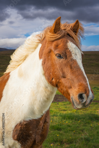 portrait of a icelandic horse