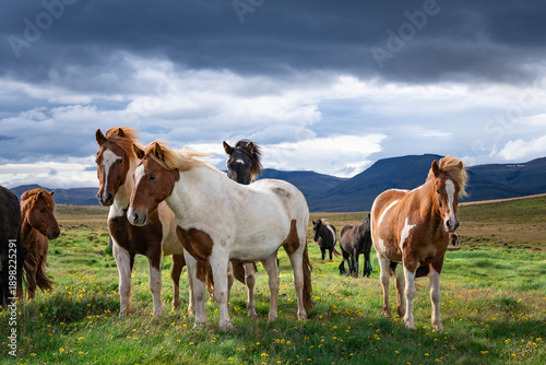 icelandic horses on the meadow