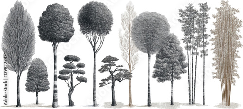 Collection of diverse trees and bamboo stalks rendered in a detailed monochromatic and sepia watercolor style