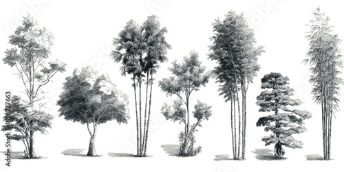 Collection of detailed black and white botanical of various trees and bamboo stalks