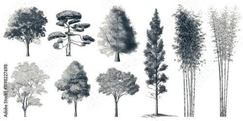 Collection of diverse trees and bamboo stalks rendered in a monochromatic watercolor style forest nature