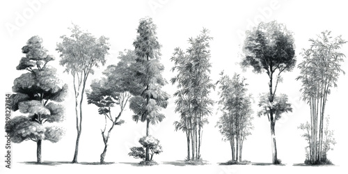 Collection of diverse trees and bamboo stalks rendered in a detailed grayscale artistic style plant nature