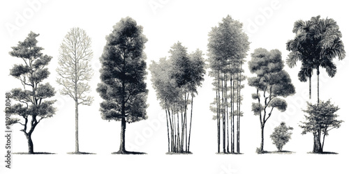 Collection of diverse trees and bamboo stalks in monochrome detailed