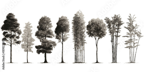 Collection of diverse trees and bamboo stalks rendered in a detailed grayscale stippling style forest
