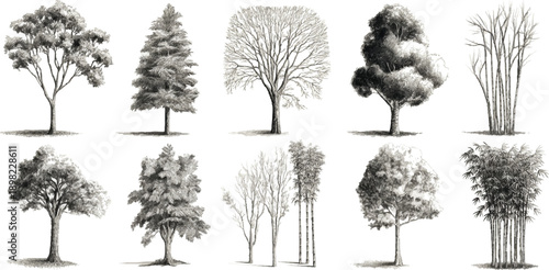 Collection of ten detailed black and white botanical of various trees and bamboo stalks nature plant