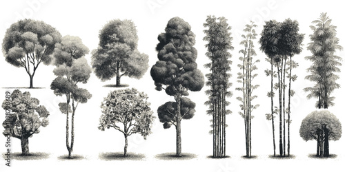 Collection of detailed grayscale botanical of various trees and bamboo stalks monochrome black