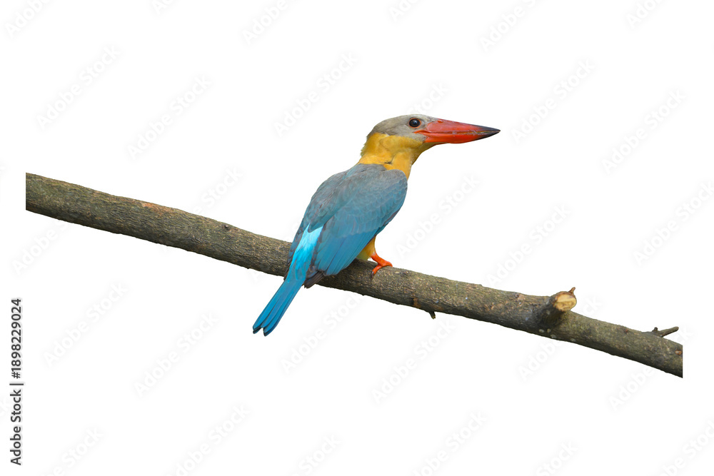 Obraz premium Stork-billed kingfisher (Pelargopsis capensis ) standing on branch isolated on white background. This has clipping path.