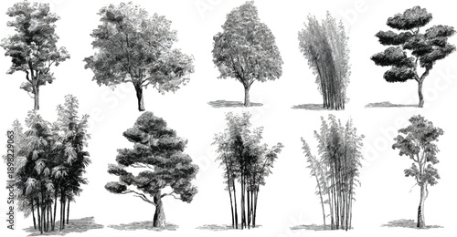 Collection of ten detailed black and white botanical of various trees and bamboo plants foliage