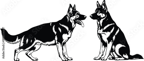 Black and white vector illustration of two German Shepherd dogs in standing and sitting poses isolated on white background for canine logo or mascot