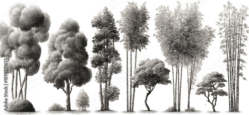 Collection of diverse trees and bamboo stalks rendered in detailed black and white stippling technique against a white background