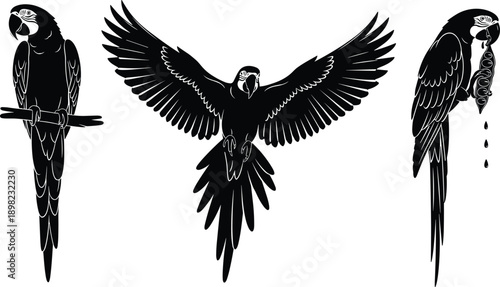 Set of black and white macaw parrot vector silhouettes featuring flying and perched poses isolated on white background for tropical bird logo or mascot