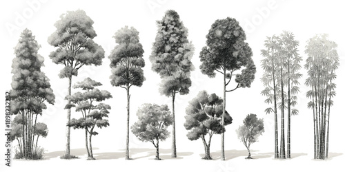 Collection of diverse trees and bamboo stalks rendered in grayscale watercolor style forest nature 2