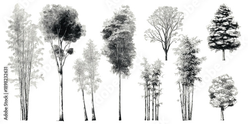Collection of monochrome sketched trees and bamboo stalks on a white background grayscale black