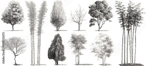 Collection of diverse deciduous and evergreen trees and bamboo stalks rendered in grayscale watercolor style