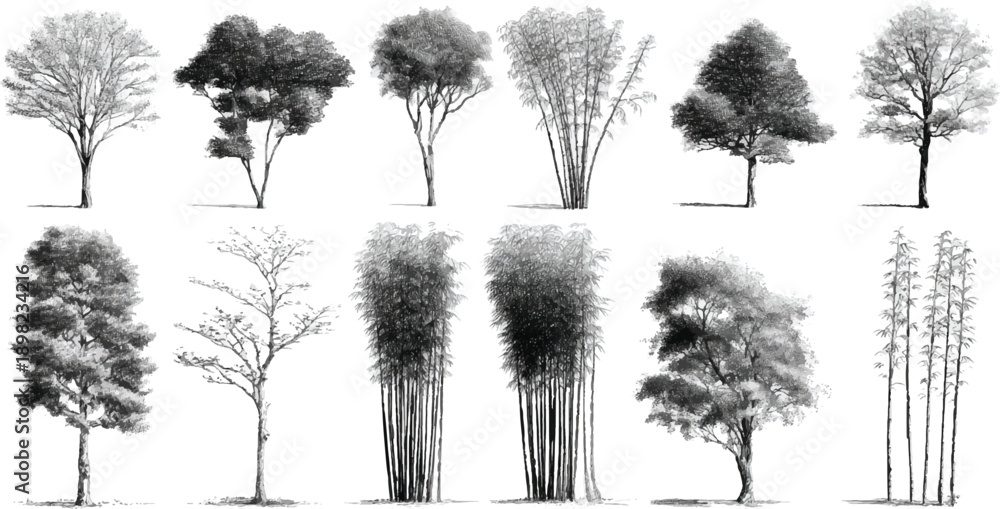custom made wallpaper toronto digitalCollection of detailed black and white pencil of various trees and bamboo stalks on a white background