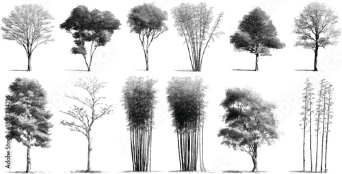Collection of detailed black and white pencil of various trees and bamboo stalks on a white background