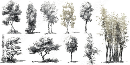 Collection of hand drawn trees and bamboo in black and white with subtle sepia tones plant nature foliage
