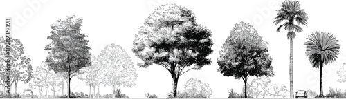 Black and white of diverse trees and foliage with a car and palm trees monochrome