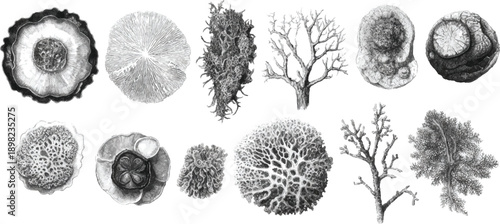 Detailed black and white of various marine organisms and geological formations including corals sponges and mineral cross sections