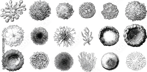 Collection of detailed black and white scientific of various marine invertebrates and coral structures