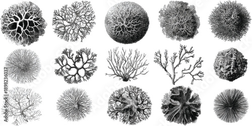 Collection of fifteen detailed black and white of various coral and marine invertebrate specimens