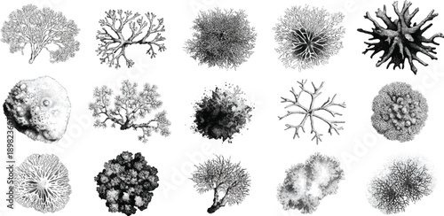 Collection of detailed black and white of various coral and marine life forms ocean underwater