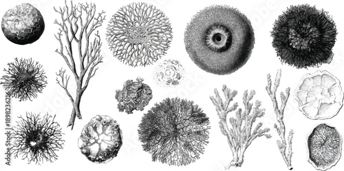 Collection of detailed black and white scientific of various marine organisms and coral formations