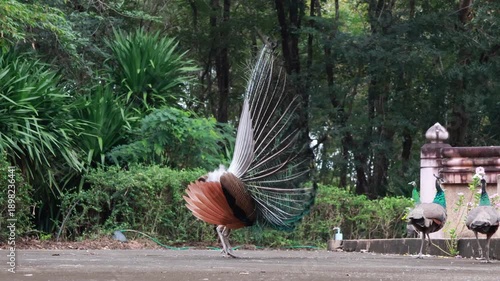 Beautiful male peacock spreading its colorful tail feathers.