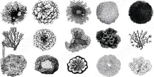 Collection of detailed black and white scientific of various coral reef formations and skeletal structures