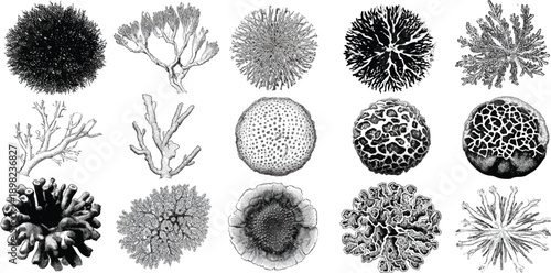 Collection of fifteen detailed black and white scientific of various coral and sponge specimens marine