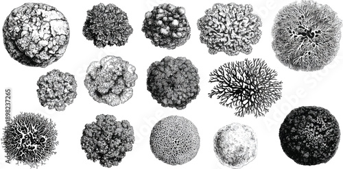 Collection of detailed black and white botanical of various coral and lichen forms