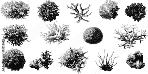 Collection of detailed black and white of various coral species showcasing intricate branching and spherical forms
