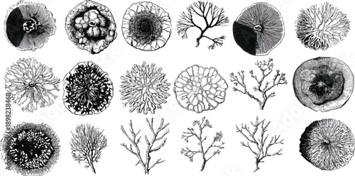Collection of black and white scientific of various circular and branching marine organisms and plant structures