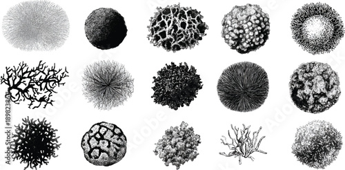 Collection of fifteen detailed black and white scientific of various coral and sponge specimens marine 1