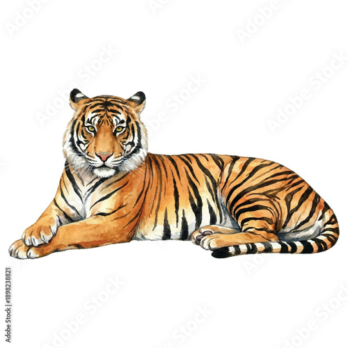 Watercolor Tiger Vector Illustration Isolated on White Background, Safari Wildlife Animal Art
