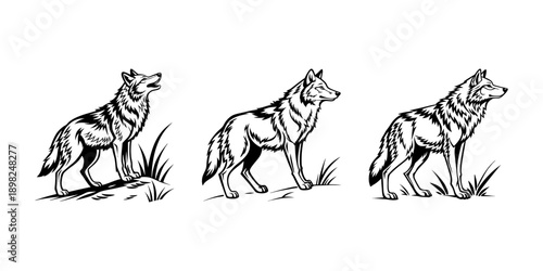 Majestic wild wolf head vector illustration with detailed fur texture, powerful predator portrait for logo and branding