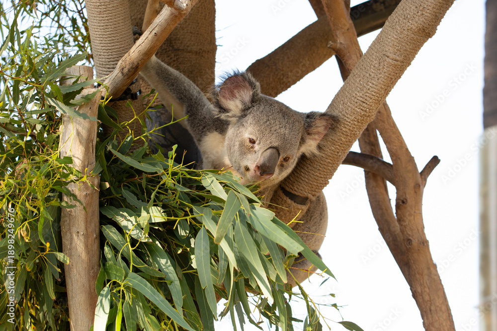 Fototapeta premium A view of a koala reach for a eucalyptus branch.