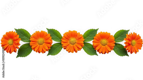 Beautiful orange marigold flowers with green leaves on white background isolated on transparent background