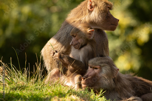 A view of some social hamadryas baboons.