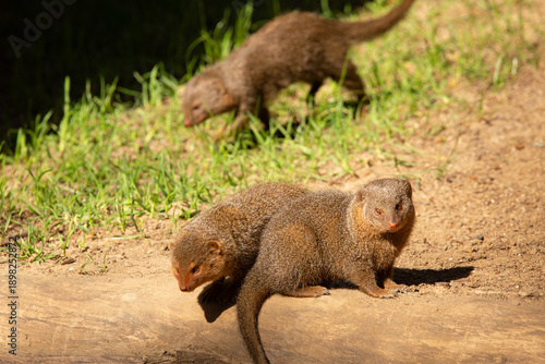 Foto A view of some common dwarf mongooses.