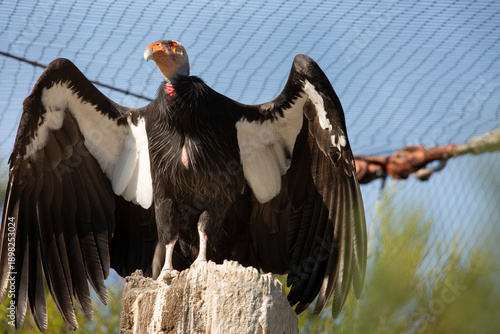 A view of a California condor spreading its wings during sunbathing.