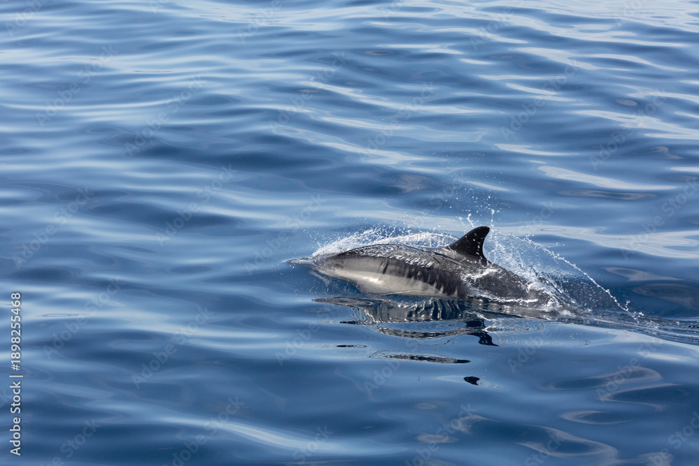 Fototapeta premium A view of some common dolphins surfacing out of the water.