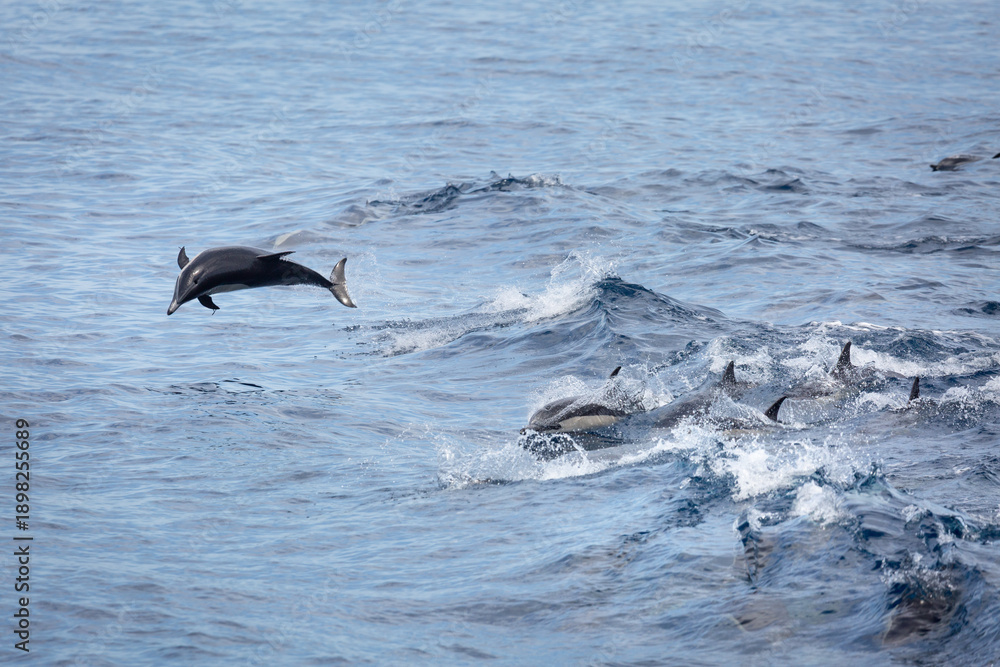 Obraz premium A view of some common dolphins jumping out of the water.