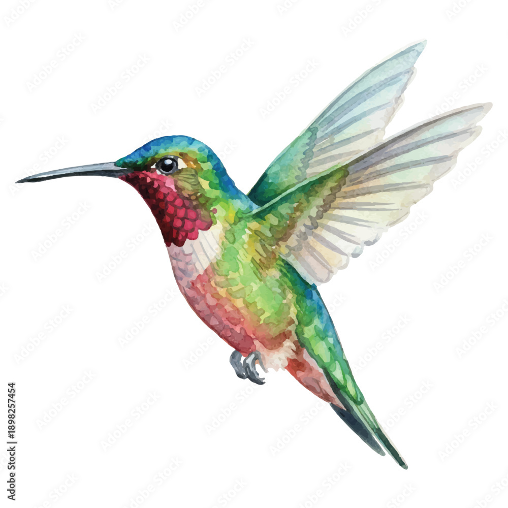 Fototapeta premium Watercolor Hummingbird Vector Illustration Isolated on White Background, Summer Tropical Bird Art 